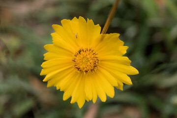 Obraz premium yellow flower in the garden