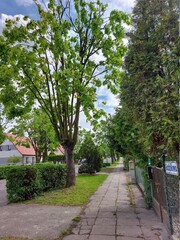 alley in the park