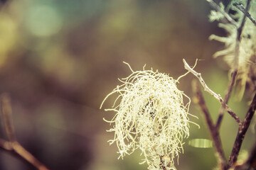 Macro image of hanging moss bathed in sunlight with a blurred background.