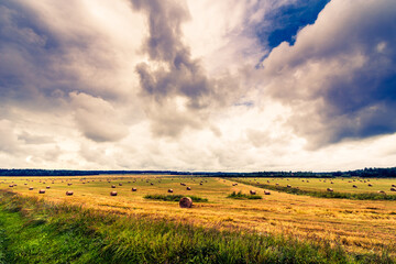Fototapeta na wymiar Overcast over the field with stacks of freshly harvested grain