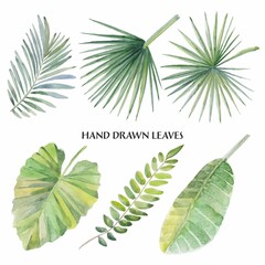 Green palm leaf. Watercolor tropical leaves collection.