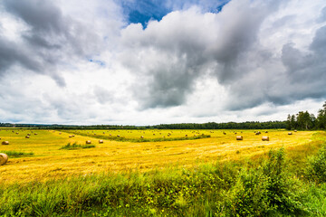 Overcast over the field with stacks of freshly harvested grain