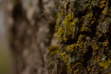 lichen on tree bark
