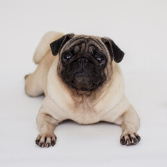 Obraz premium pug dog portrait