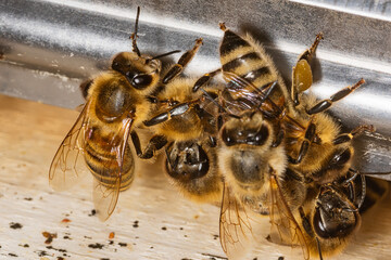 A bunch of bees at the entrance to the hive