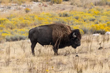Rolgordijnen Mooie close-up van een bizon die midden in het veld staat © Victor Ditommaso/Wirestock