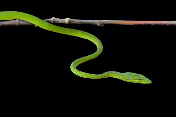 Close-up of a green snake on a twig, Indonesia