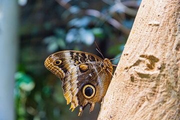 Close up shot of Owl butterfly resting on tree trunk