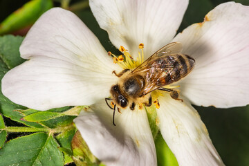 Bee pollinating dog-rose flowers in spring