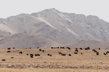Gordijnen Beautiful closeup view of bison standing in the  field and the mountains in the background © Victor Ditommaso/Wirestock