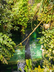 High angle view of a pond with many big fishes swimming