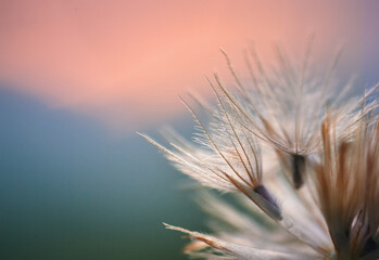 Close up of a dry dandelion