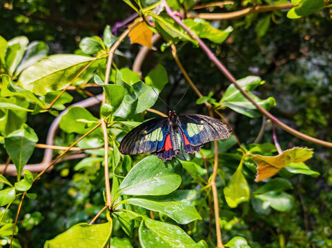 Close up shot of a Parides butterfly resting on leaf