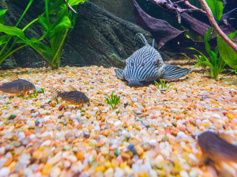 Close up shot of Panaque nigrolineatus cleaning the ground