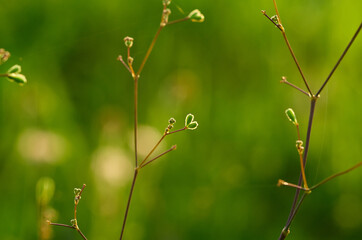 close up of a plant