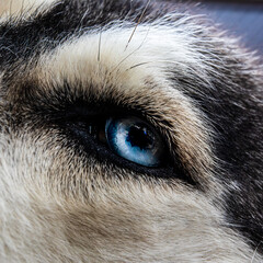 Close-up to a blue eyed husky's Eye