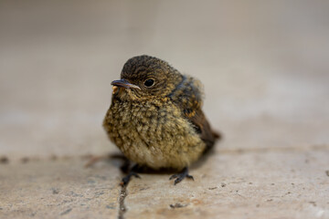 Close up of a sparrow