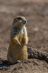 meerkat on guard