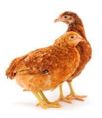 Two brown hens isolated.