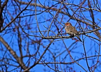 sparrow on a branch