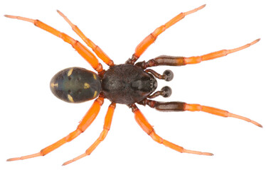 Asagena meridionalis is a species of cobweb spider in the family Theridiidae. Dorsal view of cobweb spider Asagena meridionalis male isolated on white background.