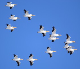 pelicans in flight