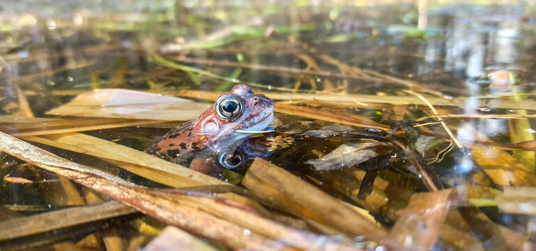 a frog looks out from under the water in a pond