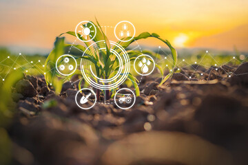Maize seedling in cultivated agricultural field with graphic concepts modern agricultural technology, digital farm, smart farming innovation - obrazy, fototapety, plakaty