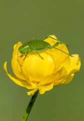Nature in Bulgaria - Gryllidae of the blooming globeflower (Trollius europaeus), close up