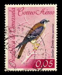 portrait of bird, American kestrel, also called the sparrow hawk