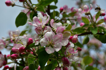 Close-up of white-pink apple flowers in the upper branches of a garden tree in sunlight under a blue sky.