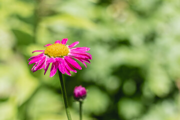 Beautiful multi-colored daisy Pyrethrum roseum (Latin: Pyrethrum roseum) on a blurred background of greenery on a sunny day in the garden.