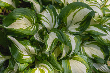Fototapeta na wymiar Hosta (lat. Hosta) is a perennial herb with large variegated leaves with white stripes as a background. Host plant with beautiful green leaves on a sunny day.