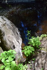 Park of the Doncaster river in southern Quebec