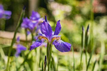 Blooming purple water iris in the shade on a sunny day. Beautiful purple water iris (Latin: Iris pseudacorus) blooms against a background of green foliage on a sunny day in the garden.