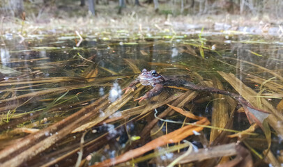 a frog looks out from under the water in a pond