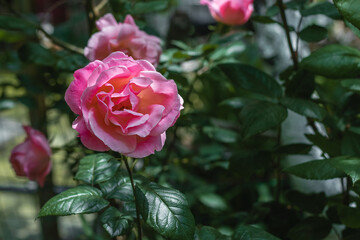 Beautiful rose flower on the background of blurred green leaves in the garden. On a sunny day, a pink rose blooms in the garden against the background of green foliage. Blooming roses on a sunny day.