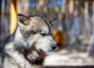 A beautiful and kind Alaskan Malamute shepherd sits in an enclosure
