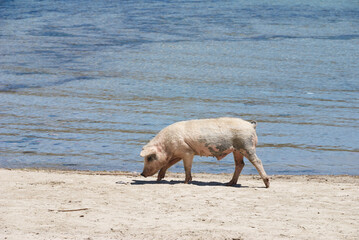 Pig in Challapampa beach, Isla del Sol, Lake Titicaca.