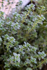 Fresh oregano, origanum vulgare, wild marjoram background.