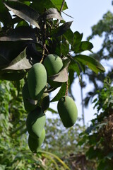 Green mango on a mango farm