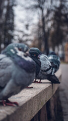 the pigeons are frozen and waiting for spring