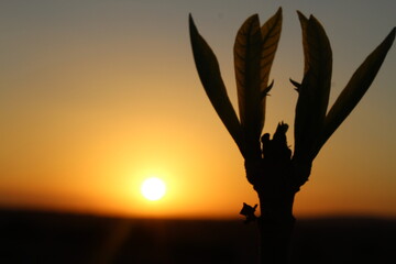 Sunset in a arid place.