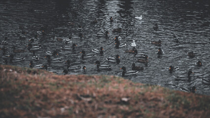 ducks floating on the lake
