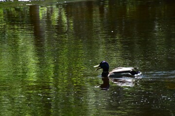 Park of the Doncaster river in southern Quebec