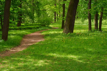 The trail in the forest. The park. Road.