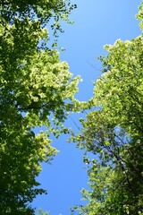Park of the Doncaster river in southern Quebec