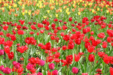A meadow of tulips. Beautiful flowers in the garden. Suitable for backgrounds.