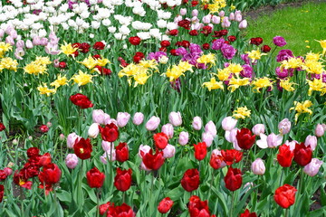 A meadow of tulips. Beautiful flowers in the garden. Suitable for backgrounds.