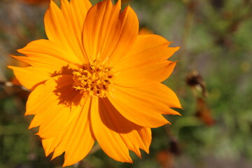 Flower in orange color.